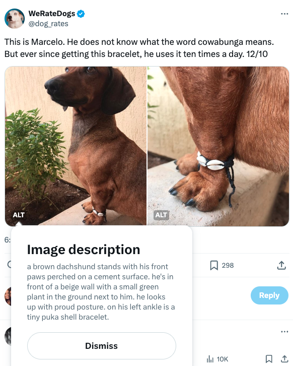 Marcelo, a dachshund, sits with front paws on a cement surface against a beige wall and a small green plant. There is a pink puka shell bracelet around his left ankle. On the image, a box titled image description appears with the alt text description used to describe the image on X.