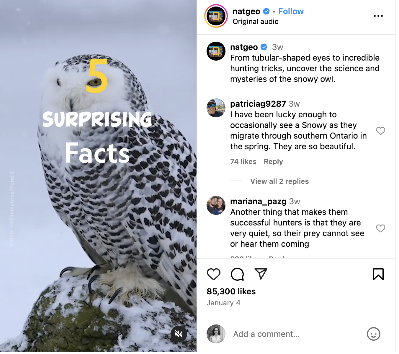 An Instagram Reel from National Geographic featuring snow owls